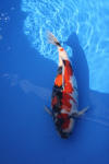 Danny's koi caf� Hunting 2009 : Dainichi grand champion Niiagata Nogosai  33 