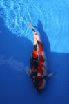 Danny's koi caf� Hunting 2009 : Dainichi grand champion Niiagata Nogosai  35 