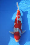 Danny's koi caf� Hunting 2009 : Dainichi grand champion Niiagata Nogosai  36 