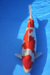 Danny's koi caf� Hunting 2009 : Dainichi grand champion Niiagata Nogosai  37 