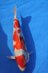 Danny's koi caf� Hunting 2009 : Dainichi grand champion Niiagata Nogosai  39 