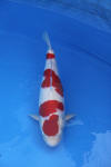 Danny's koi caf� Hunting 2009 : Dainichi grand champion Niiagata Nogosai  40 