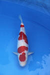 Danny's koi caf� Hunting 2009 : Dainichi grand champion Niiagata Nogosai  42 