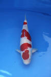 Danny's koi caf� Hunting 2009 : Dainichi grand champion Niiagata Nogosai  43 