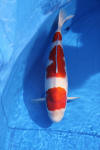 Danny's koi caf� Hunting 2009 : Dainichi grand champion Niiagata Nogosai  44 