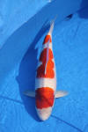 Danny's koi caf� Hunting 2009 : Dainichi grand champion Niiagata Nogosai  46 