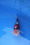 Danny's koi caf� Hunting 2009 : Dainichi grand champion Niiagata Nogosai  50 