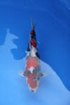 Danny's koi caf� Hunting 2009 : Dainichi grand champion Niiagata Nogosai  49 