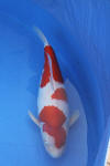 Danny's koi caf� Hunting 2009 : Dainichi grand champion Niiagata Nogosai  56 