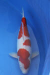 Danny's koi caf� Hunting 2009 : Dainichi grand champion Niiagata Nogosai  55 