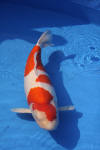 Danny's koi caf� Hunting 2009 : Dainichi grand champion Niiagata Nogosai  54 