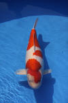 Danny's koi caf� Hunting 2009 : Dainichi grand champion Niiagata Nogosai  52 