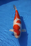 Danny's koi caf� Hunting 2009 : Dainichi grand champion Niiagata Nogosai  51 