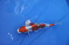 Danny's koi caf� Hunting 2009 : Dainichi grand champion Niiagata Nogosai  58 