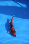 Danny's koi caf� Hunting 2009 : Dainichi grand champion Niiagata Nogosai  59 