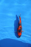 Danny's koi caf� Hunting 2009 : Dainichi grand champion Niiagata Nogosai  61 