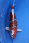 Danny's koi caf� Hunting 2009 : Dainichi grand champion Niiagata Nogosai  62 