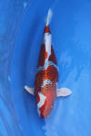 Danny's koi caf� Hunting 2009 : Dainichi grand champion Niiagata Nogosai  64 