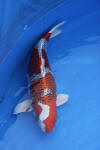 Danny's koi caf� Hunting 2009 : Dainichi grand champion Niiagata Nogosai  65 