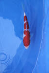 Danny's koi caf� Hunting 2009 : Dainichi grand champion Niiagata Nogosai  68 