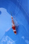 Danny's koi caf� Hunting 2009 : Dainichi grand champion Niiagata Nogosai  71 