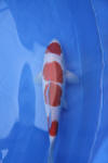 Danny's koi caf� Hunting 2009 : Dainichi grand champion Niiagata Nogosai  73 