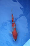 Danny's koi caf� Hunting 2009 : Dainichi grand champion Niiagata Nogosai  75 