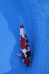 Danny's koi caf� Hunting 2009 : Dainichi grand champion Niiagata Nogosai  76 