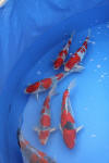 Danny's koi caf� Hunting 2009 : Dainichi grand champion Niiagata Nogosai  79 