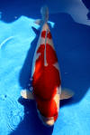 Danny's koi caf� Hunting 2009 : Dainichi grand champion Niiagata Nogosai  4 
