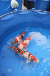 Danny's koi caf� Hunting 2009 : SFF Grand Champion Rinyukai koishow Tokyo 2009  4 