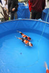 Danny's koi caf� Hunting 2009 : SFF Grand Champion Rinyukai koishow Tokyo 2009  8 
