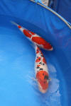 Danny's koi caf� Hunting 2009 : SFF Grand Champion Rinyukai koishow Tokyo 2009  10 