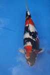 Danny's koi caf� Hunting 2009 : SFF Grand Champion Rinyukai koishow Tokyo 2009  14 