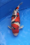 Danny's koi caf� Hunting 2009 : SFF Grand Champion Rinyukai koishow Tokyo 2009  15 