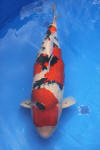 Danny's koi caf� Hunting 2009 : SFF Grand Champion Rinyukai koishow Tokyo 2009  16 