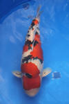 Danny's koi caf� Hunting 2009 : SFF Grand Champion Rinyukai koishow Tokyo 2009  17 