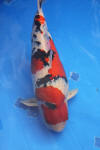 Danny's koi caf� Hunting 2009 : SFF Grand Champion Rinyukai koishow Tokyo 2009  19 