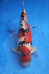 Danny's koi caf� Hunting 2009 : SFF Grand Champion Rinyukai koishow Tokyo 2009  21 