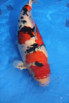 Danny's koi caf� Hunting 2009 : SFF Grand Champion Rinyukai koishow Tokyo 2009  23 