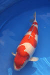 Danny's koi caf� Hunting 2009 : SFF Grand Champion Rinyukai koishow Tokyo 2009  24 