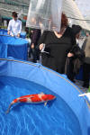 Danny's koi caf� Hunting 2009 : SFF Grand Champion Rinyukai koishow Tokyo 2009  26 