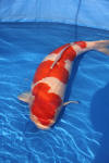 Danny's koi caf� Hunting 2009 : SFF Grand Champion Rinyukai koishow Tokyo 2009  27 