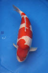 Danny's koi caf� Hunting 2009 : SFF Grand Champion Rinyukai koishow Tokyo 2009  35 