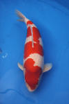 Danny's koi caf� Hunting 2009 : SFF Grand Champion Rinyukai koishow Tokyo 2009  37 