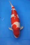Danny's koi caf� Hunting 2009 : SFF Grand Champion Rinyukai koishow Tokyo 2009  38 
