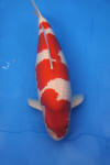 Danny's koi caf� Hunting 2009 : SFF Grand Champion Rinyukai koishow Tokyo 2009  44 