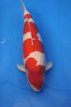 Danny's koi caf� Hunting 2009 : SFF Grand Champion Rinyukai koishow Tokyo 2009  40 