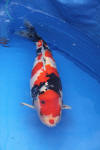 Danny's koi caf� Hunting 2009 : SFF Grand Champion Rinyukai koishow Tokyo 2009  46 