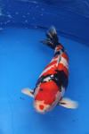 Danny's koi caf� Hunting 2009 : SFF Grand Champion Rinyukai koishow Tokyo 2009  49 